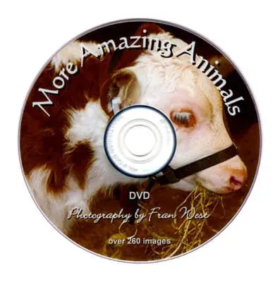 More Amazing Animals DVD