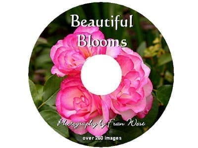 Beautiful Blooms DVD