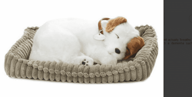 Sensory Pet - Jack Russell Dog