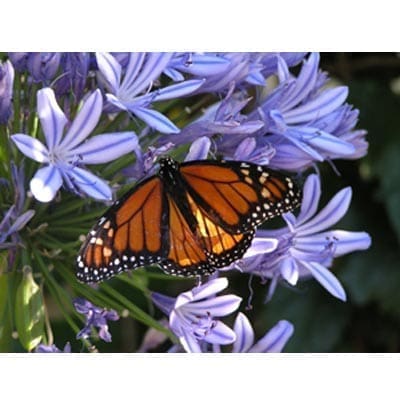 48p Ecoboard Jigsaw Puzzle - Butterfly