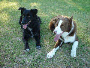 20P Ecoboard Jigsaw Puzzle - Dog Pals