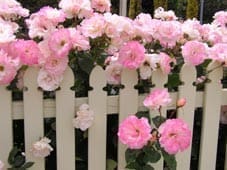 20p Ecoboard Jigsaw Puzzle - Picket Fence Roses