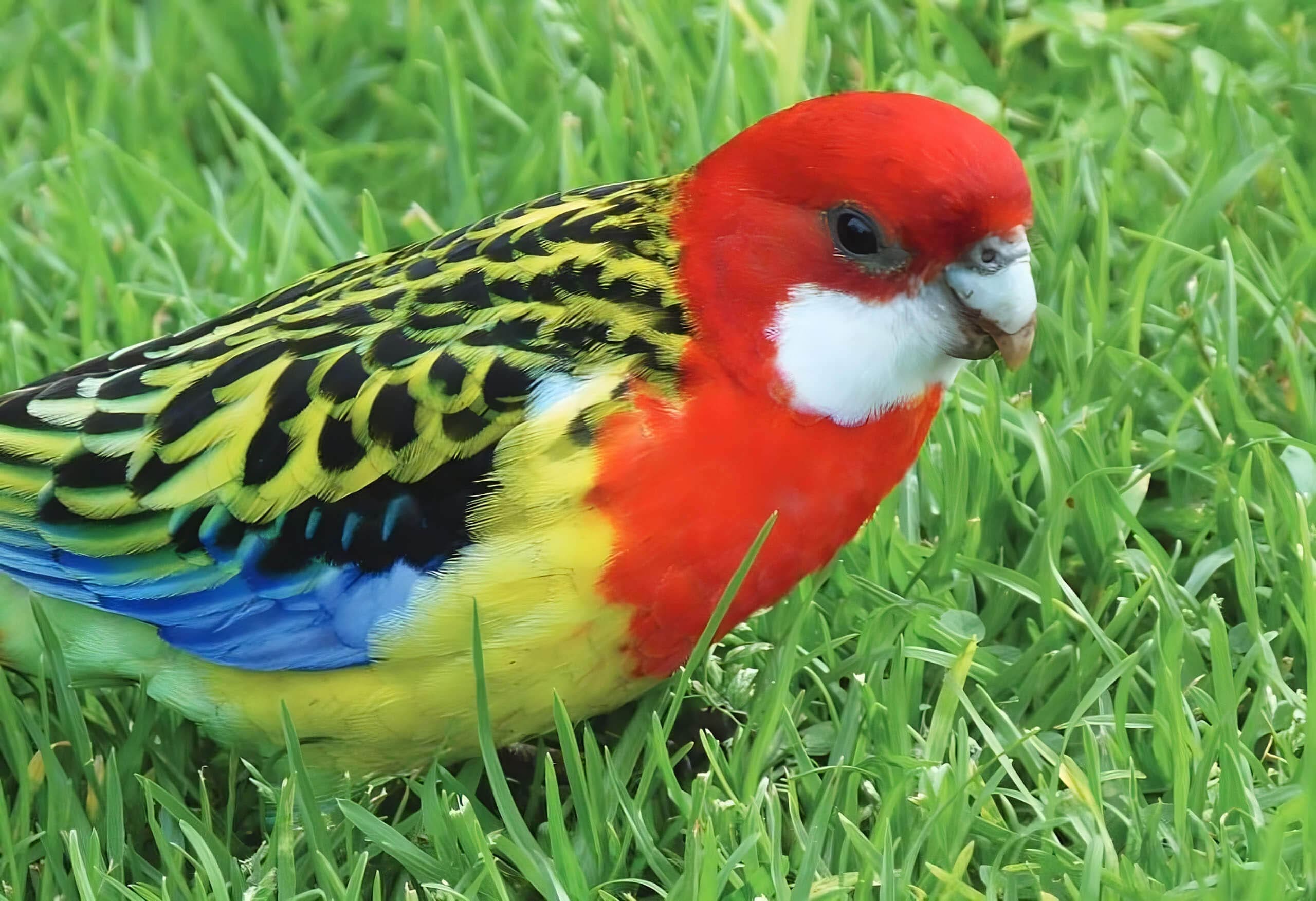 20p Eastern Rosella Puzzle